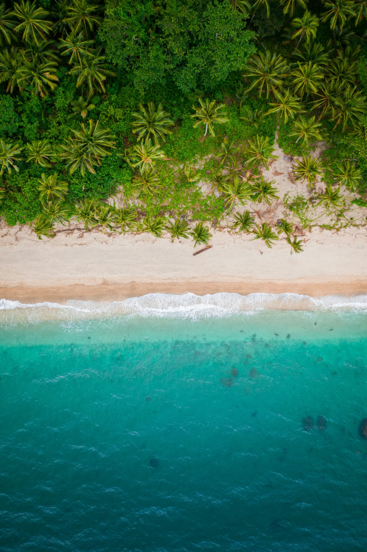 Aerial view of a palm-lined beach with turquoise water.